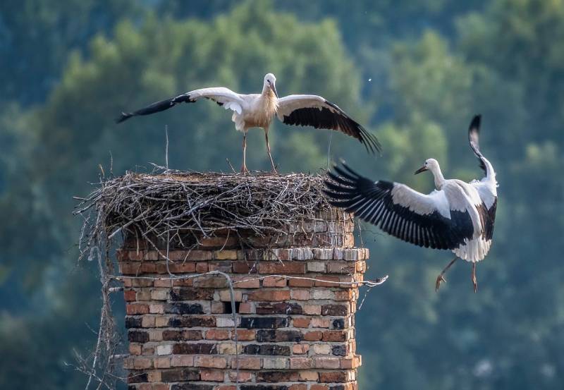 Professional Chimney Animal Removal Services in Woodmore, Maryland