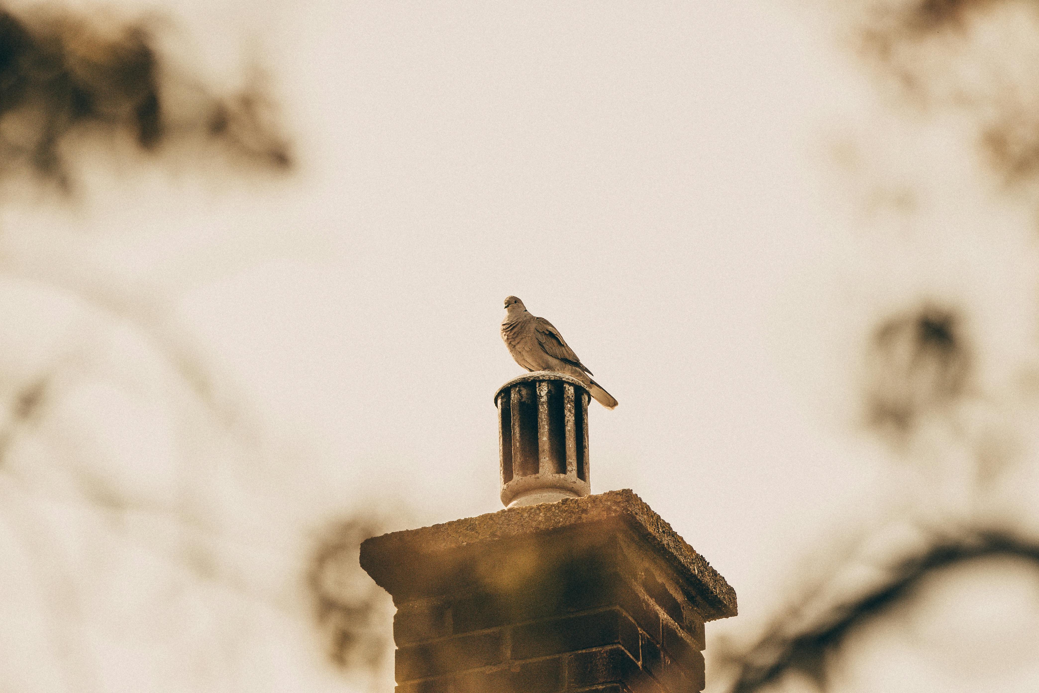 Expert Chimney Cap Installation in Woodmore, Maryland